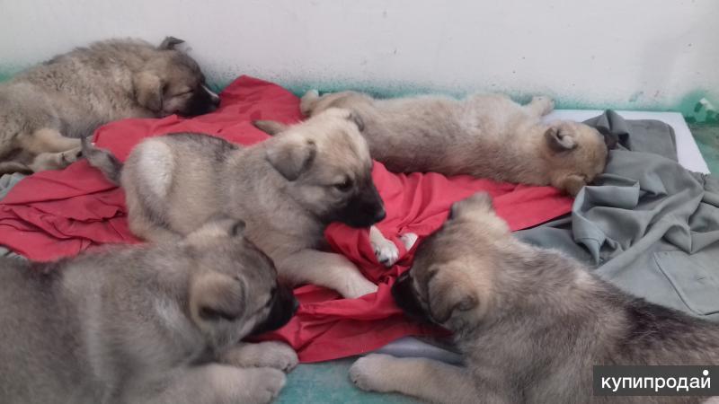 Отдам красноярск