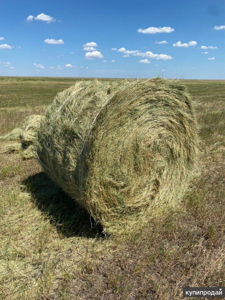 Сено Озон
