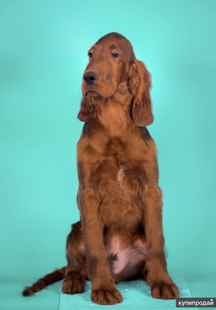 Сеттер щенок 2 месяца. Сеттер щенок 2 месяца. Собака ирландский сетер. Щенки сеттера в москве. Щенки сеттера в москве.