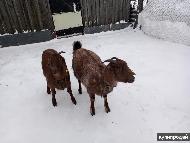 Аппенцелльская коза. Alpine goat. Породы коз с фото. Козы породы шами. Порода коз гулаби.
