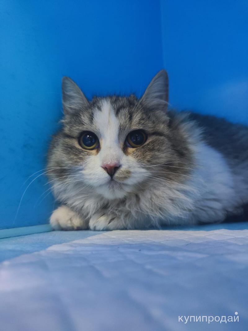 Little caprice в платье. Человек сам творец своего счастья. Стань лучше себя. Дурак строит из себя умного. Очень красив и строен собою.