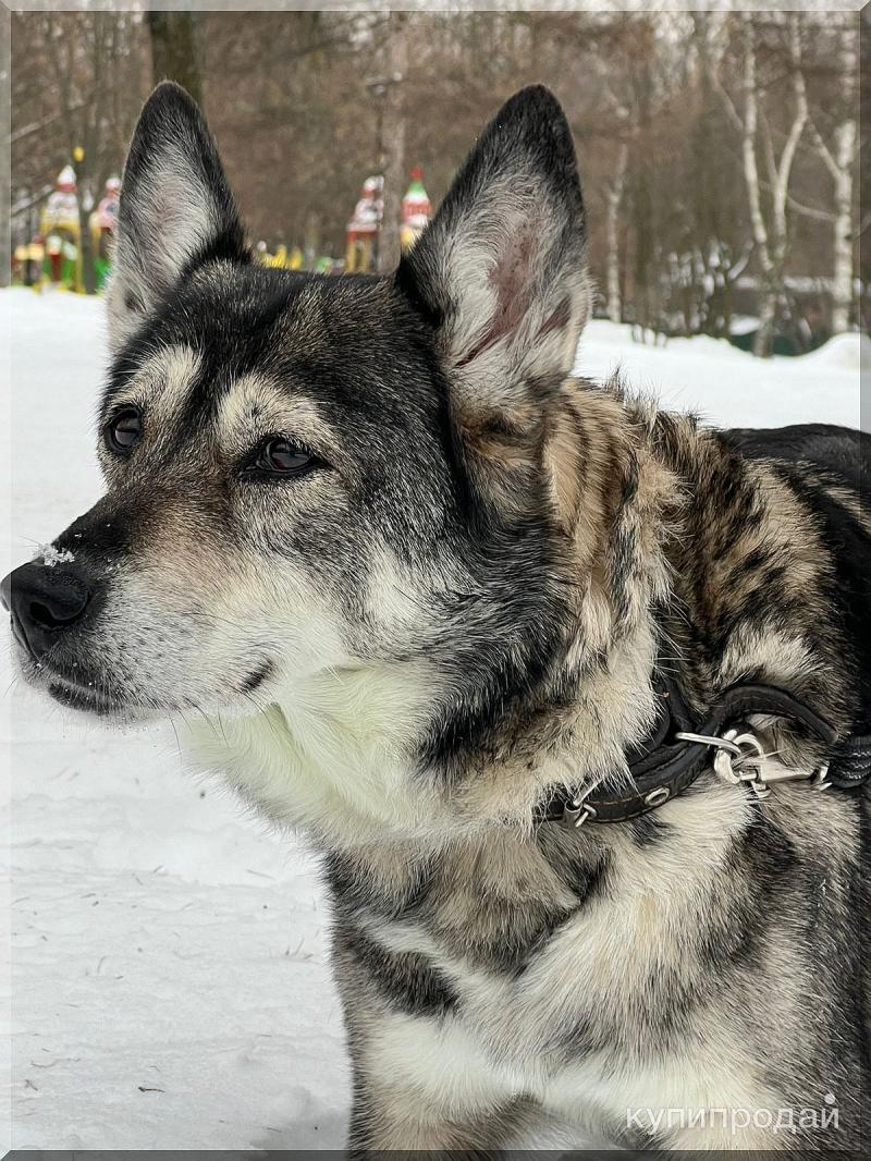 бигль собака компаньон. гладкошерстный бордер колли. разные породы собак для квартиры. небольшие сторожевые собаки. собаки охранники.