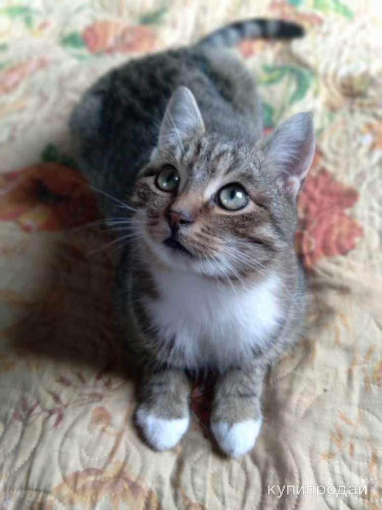 Сеня: без этого кота и жизнь не та! в Санкт-Петербурге