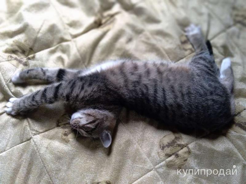 Сеня: без этого кота и жизнь не та! в Санкт-Петербурге