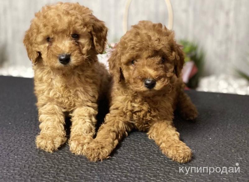 Той пудель характер. Той пудель и пудель. Карликовый пудель. Той пудель характер. Карамельный пудель карликовый.