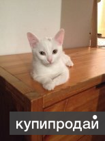 Котёнок Турецкой ангоры белый мальчик 3 месяца очень КРУПНЫЙ!