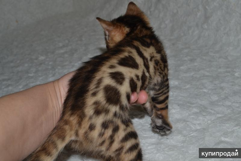 Распродажа. Ликвидация питомника. в Москве