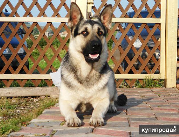 Купить овчарки в приморском крае. 5 мес. Сибирская овчарка щенки 1 месяца. Щенки восточно европейской овчарки. Щенки германской овчарки.