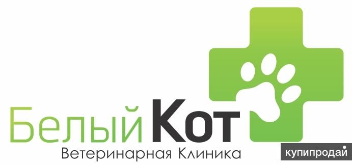Электросталь белый кот