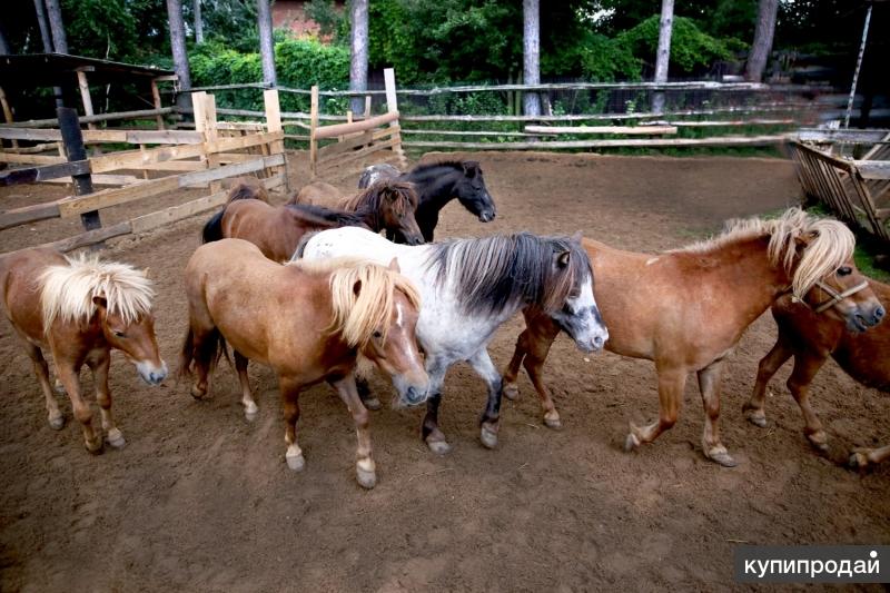 Pony москва. Продаются лошади пони. Пони живые. Мини пони живые. Кони пони Москва.