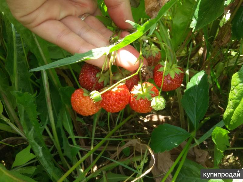 продам дом любой вид оплаты