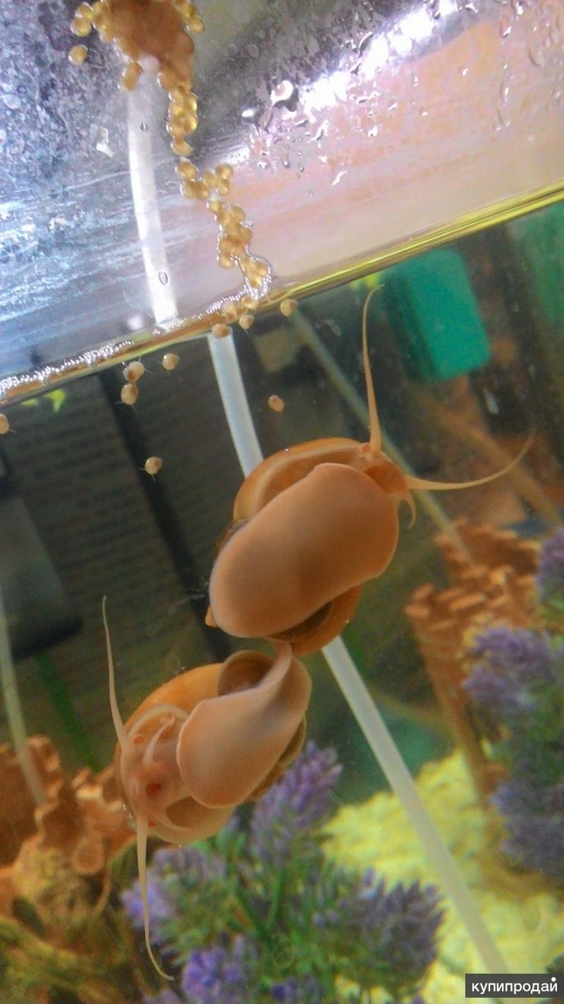 Фото как размножаются улитки в аквариуме фото