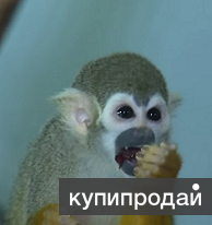 Саймири беличий
