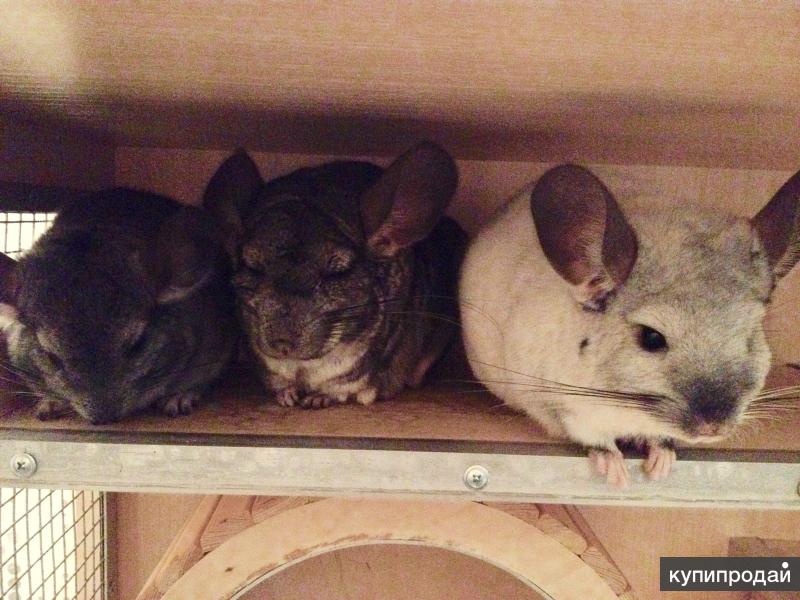Три шиншиллы. Три шиншиллы. Шиншилла грызун. Короткохвостая шиншилла. Дегу и шиншилла.