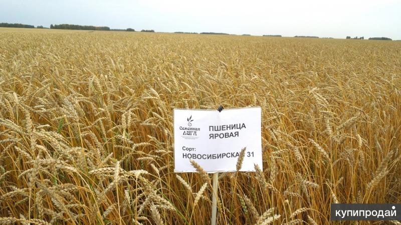 Пшеница яровая сорт «Новосибирская 31»