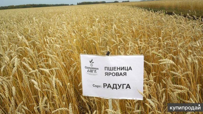 Пшеница яровая сорт «Радуга»