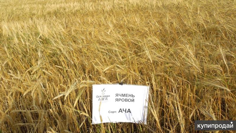 Ячмень яровой сорт «Ача»