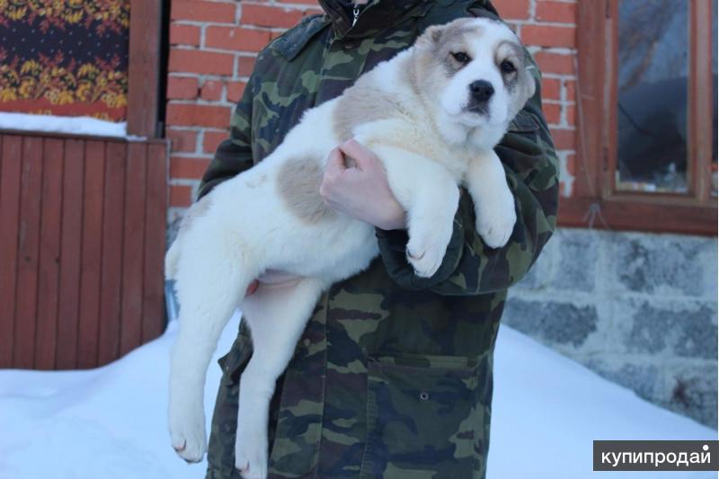 Купить Щенка Алабая В Гомеле