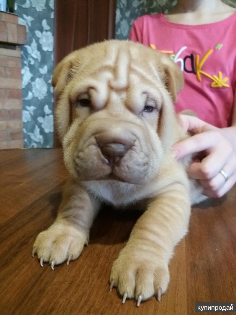 шарпей изабелловый дельют. пекинес и шарпей. шарпей щенок. шарпей щенок. китайский шарпей.