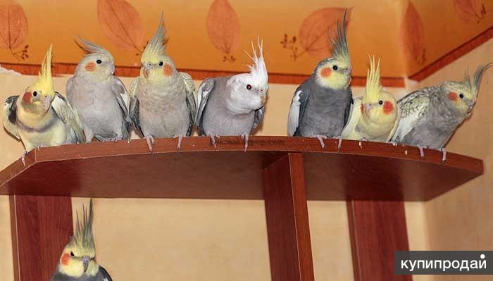 Кореллы разного окраса в Москве