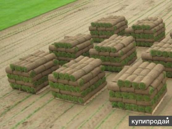 Рулонный газон Белгород