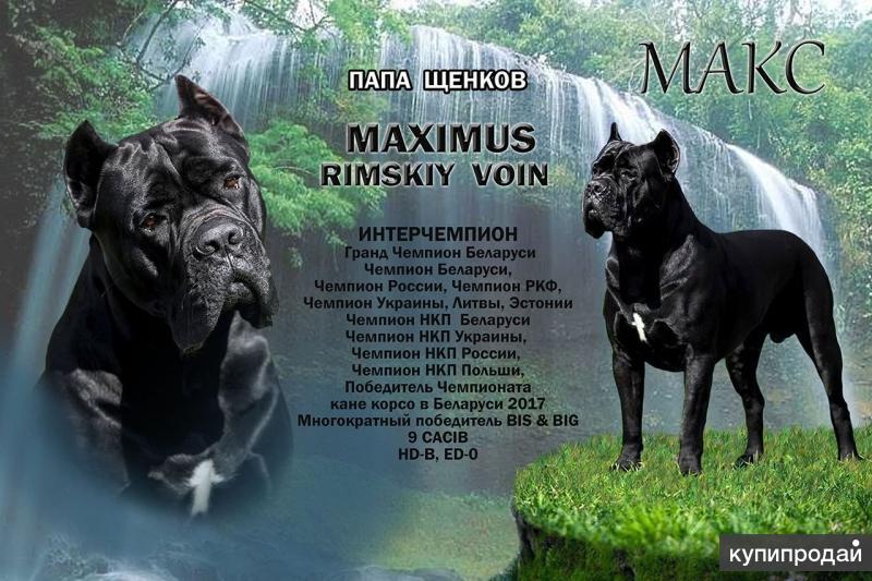 итальянская порода собак кане корсо. кане корсо итальянский стандарт. кане корсо стандарт породы ркф.