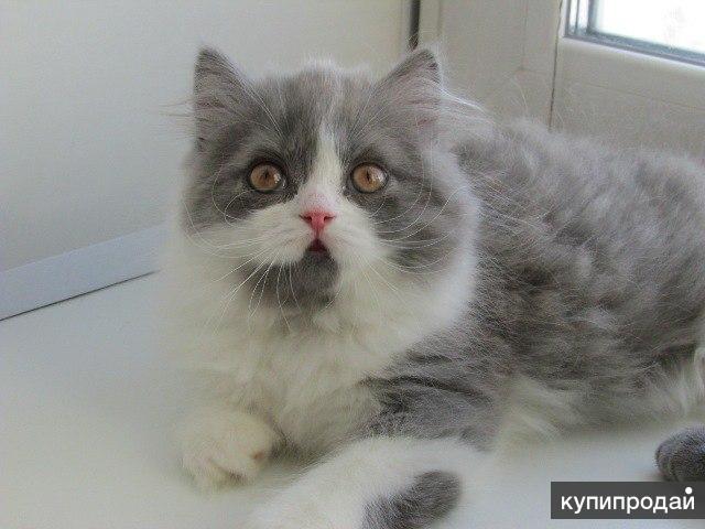Продаются Британские котята