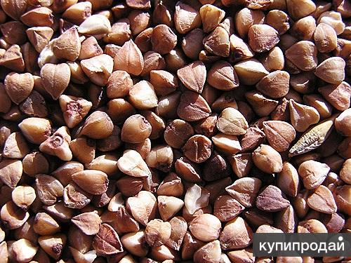 Продаю гречневую крупу оптом