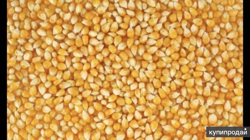 Фуражная кукуруза. Жмых подсолнечника
