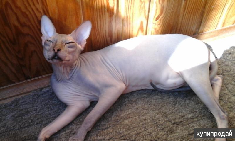 отбеливание сфинкса тюмень. донской сфинкс вязка. донской сфинкс вязка. реклама вязка сфинкс. донской сфинкс с пушком.