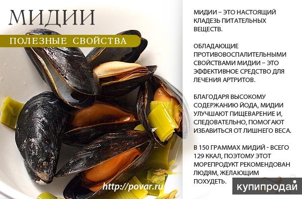 Как должны выглядеть мидии Мидии Крымские Живые Дикие Крупные Эко Евпатория в Евпатории