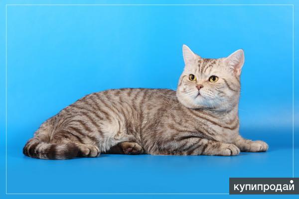 продажа британских котят