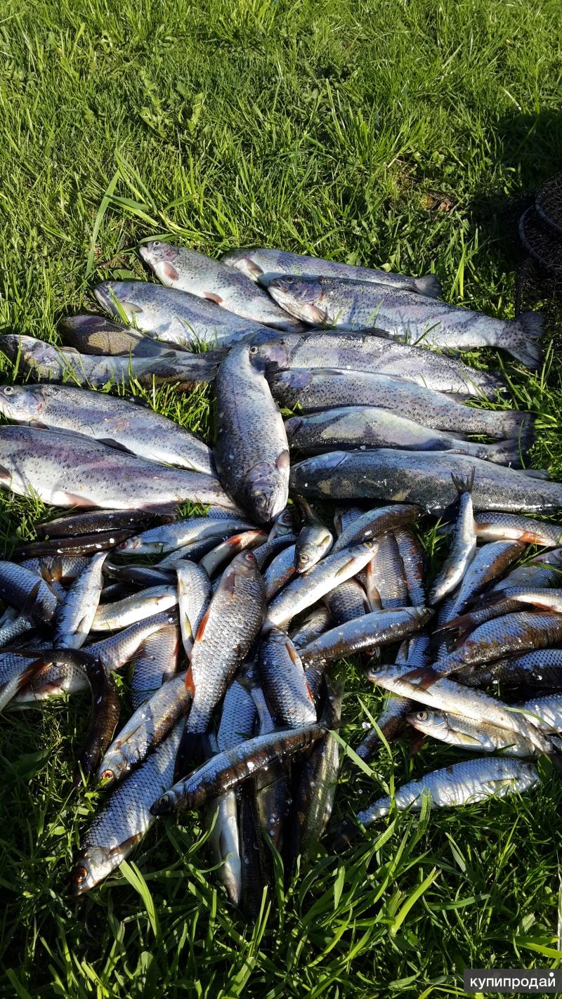 Р сума. Река сума кингисеппский район рыбалка. Река сума кингисеппский район. Ямлевский р сумской обл. Река систа рыбалка.