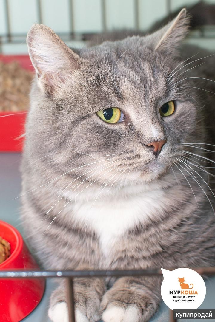 корат котята. кошка серая. котик грей купить. котики грей. скоттиш шартрез.