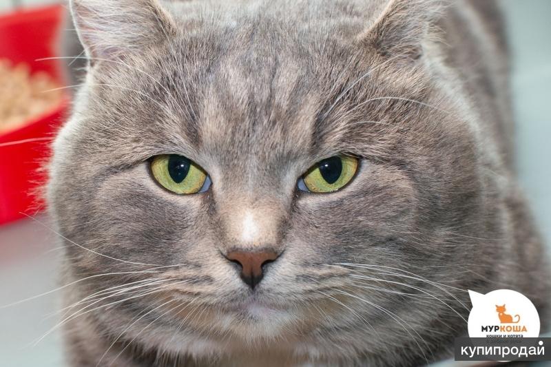 моего кота грея. котики грей. муркоша британцы. серая кошечка. грей кот домашний.