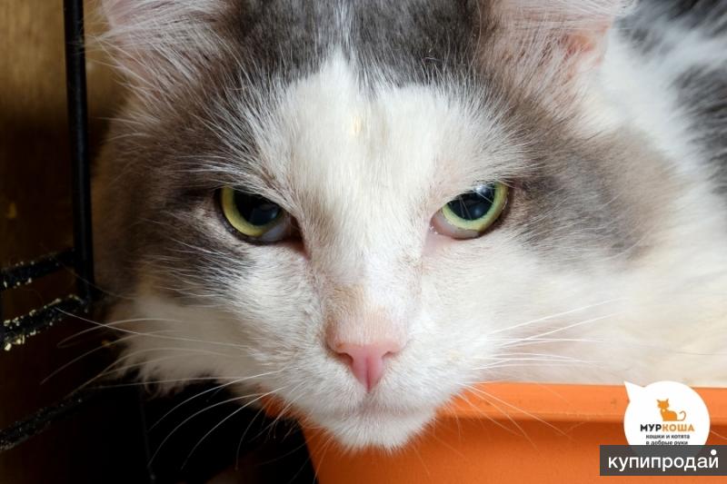 Котик Малевич
