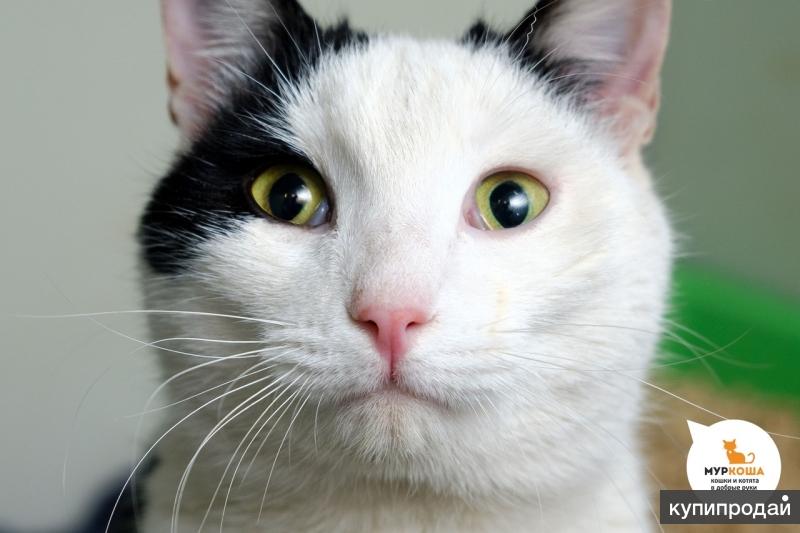 Котик Белояр