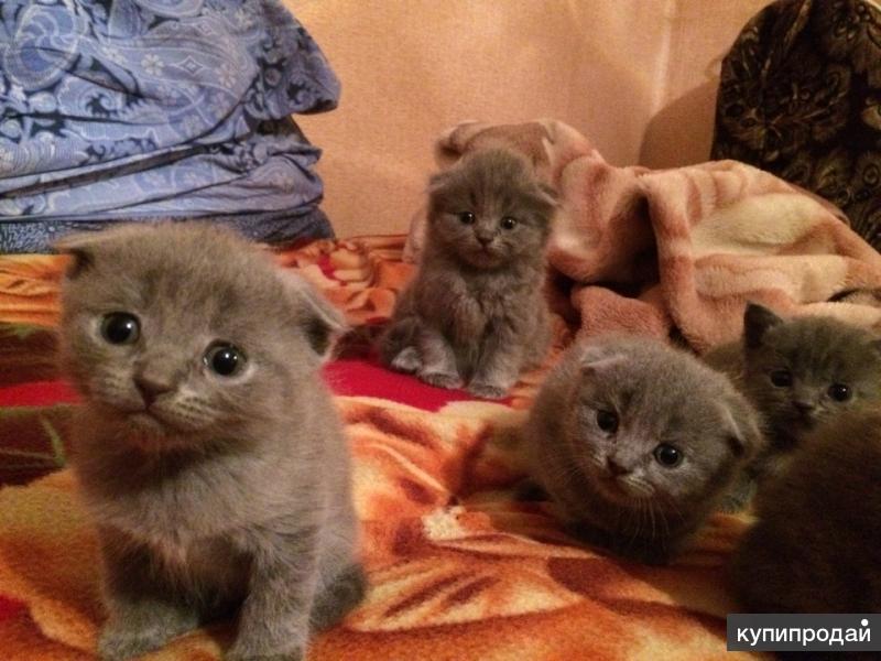 Купить Котенка В Брянске Области