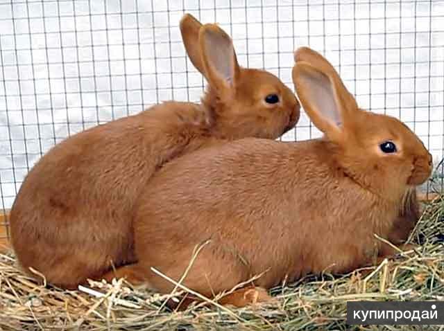 Кролик Бургундский Купить В Туле