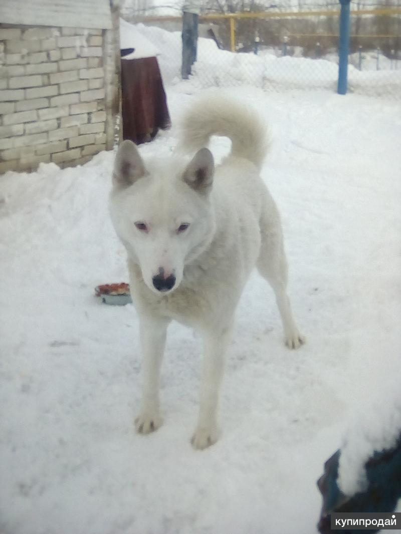 Купить Щенка Лайки В Нижегородской Области