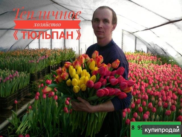 Тюльпаны великий новгород. Теплица городское хозяйство с тюльпанами Великий Новгород. Хозяйство тюльпан ТД Асабин.