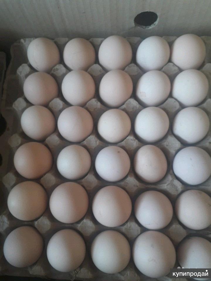 Кремовые яйца. Яйцо куриное фермерское. Фермерские яйца. Яйцо кремовое. Яйца кремового цвета.