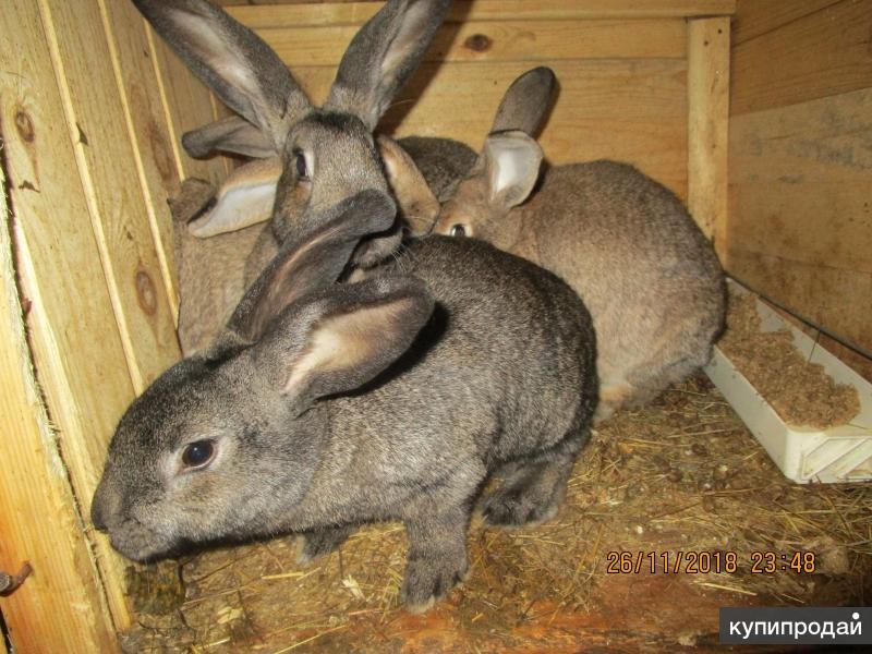 Купить Кролика Большой Породы