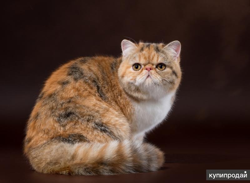 Купить Кошку В Новосибирске С Фото