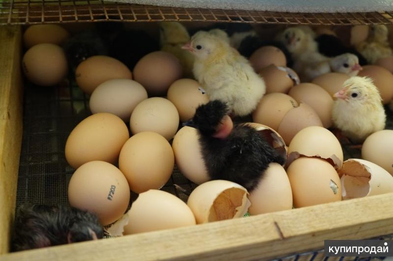 Купить инкубационное яйцо в курской области. Цесарка бройлерная яйца. Пермь инкубационное яйцо. Импорт инкубационного яйца в РФ 2020 ветеринарные. Яйца бройлера и цесарки купить яйца.