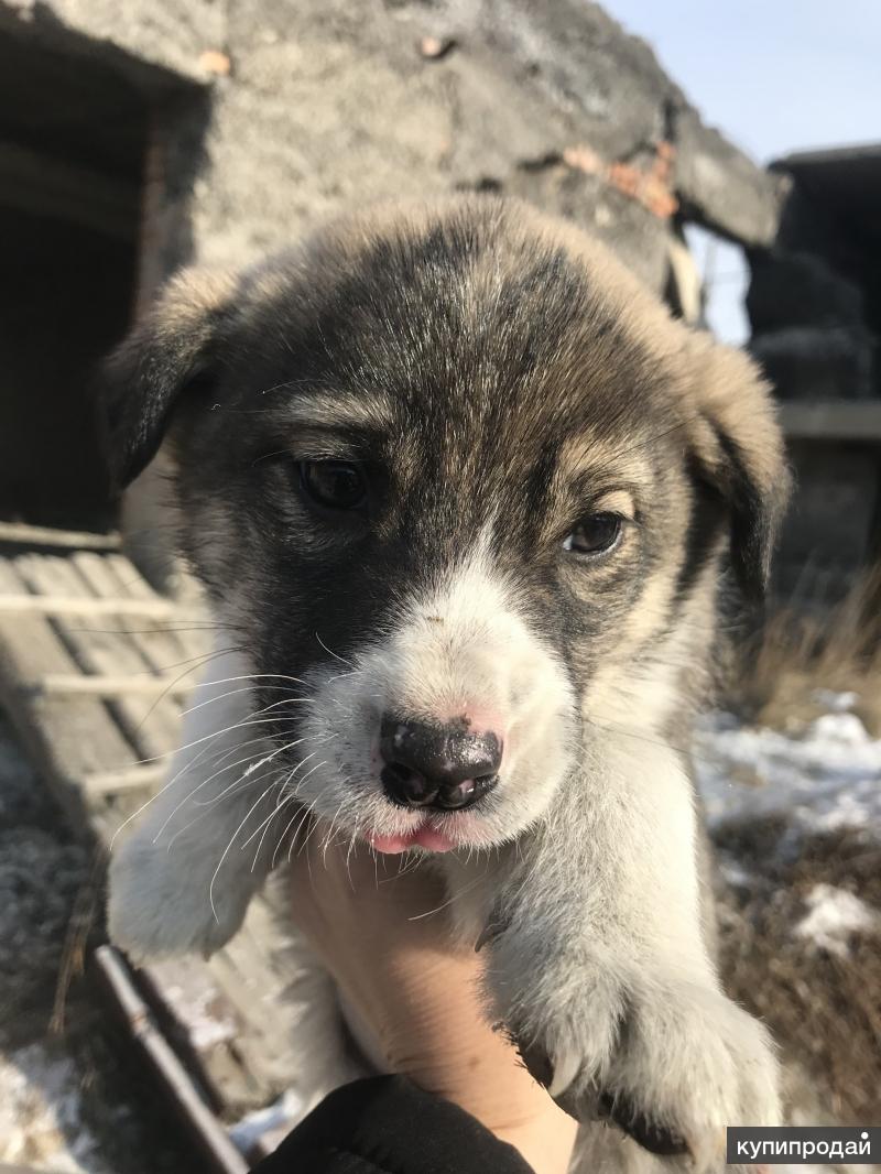 Собаки абакан. Алабая в добрые руки. Собаки абакан. Лабрадор абакан. Абакан собака.