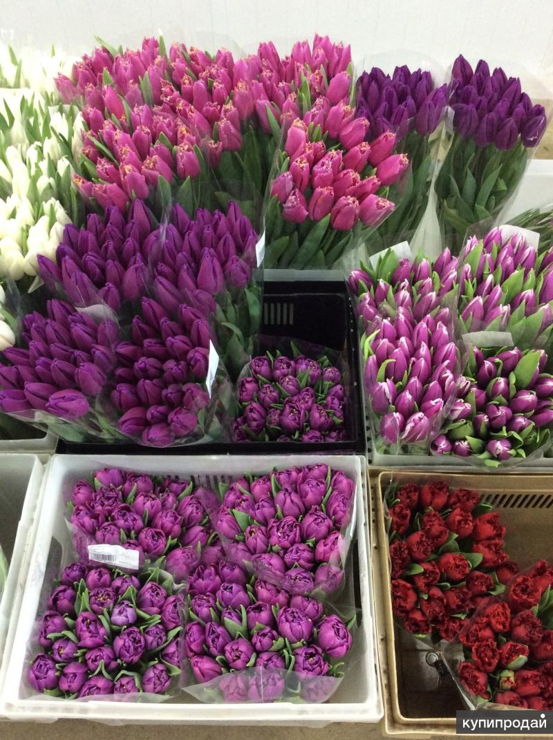 Где купить тюльпаны в москве. Витрина с тюльпанами. Цветочная база тюльпан. Тюльпаны опт. Краснодарские тюльпаны.