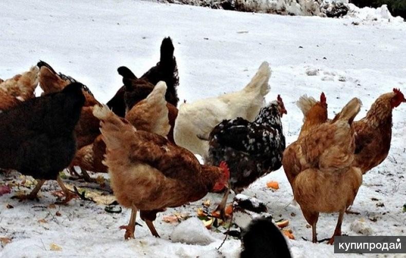 Зимние куры несушки. Куры зима. Курица зимой. Куры несушки зимой. Курица в снегу.