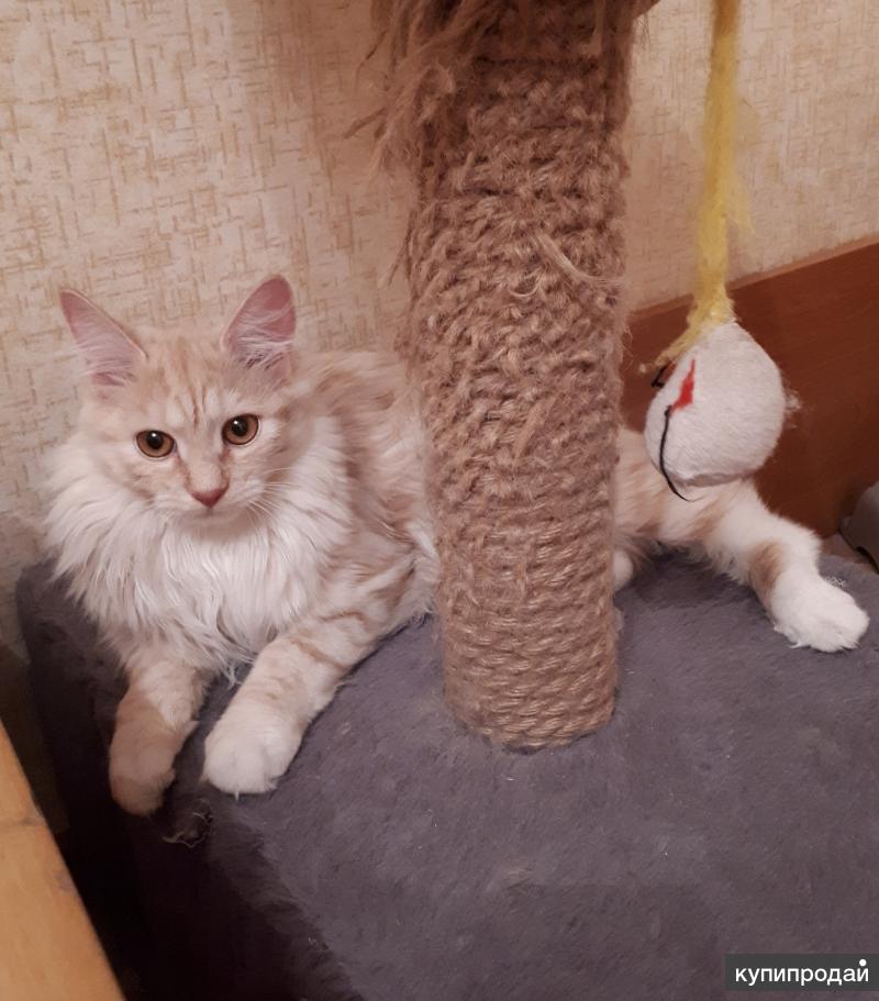 Котенок - кошечка Курильского бобтейла (восхитительного нежного окраса)