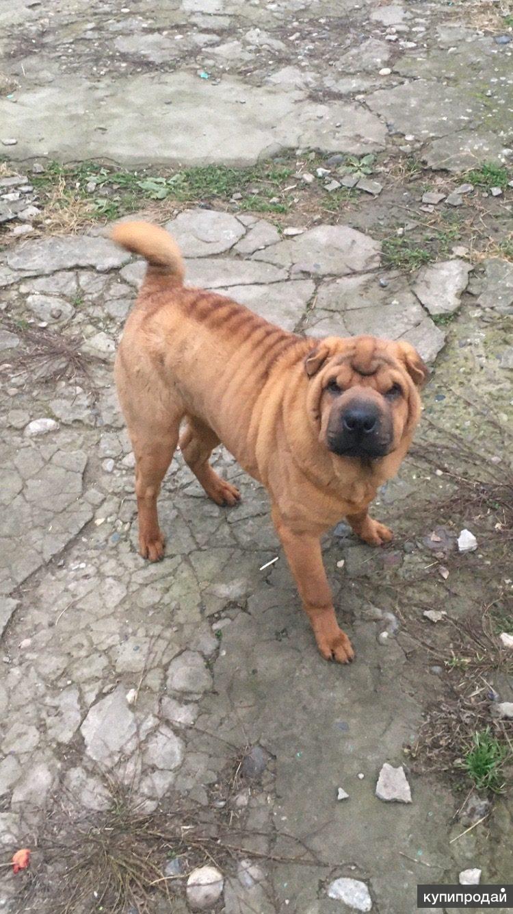 Шарпей 7 месяцев. Моздок собака. Моздок собака. Моздок собака. Моздок собака.